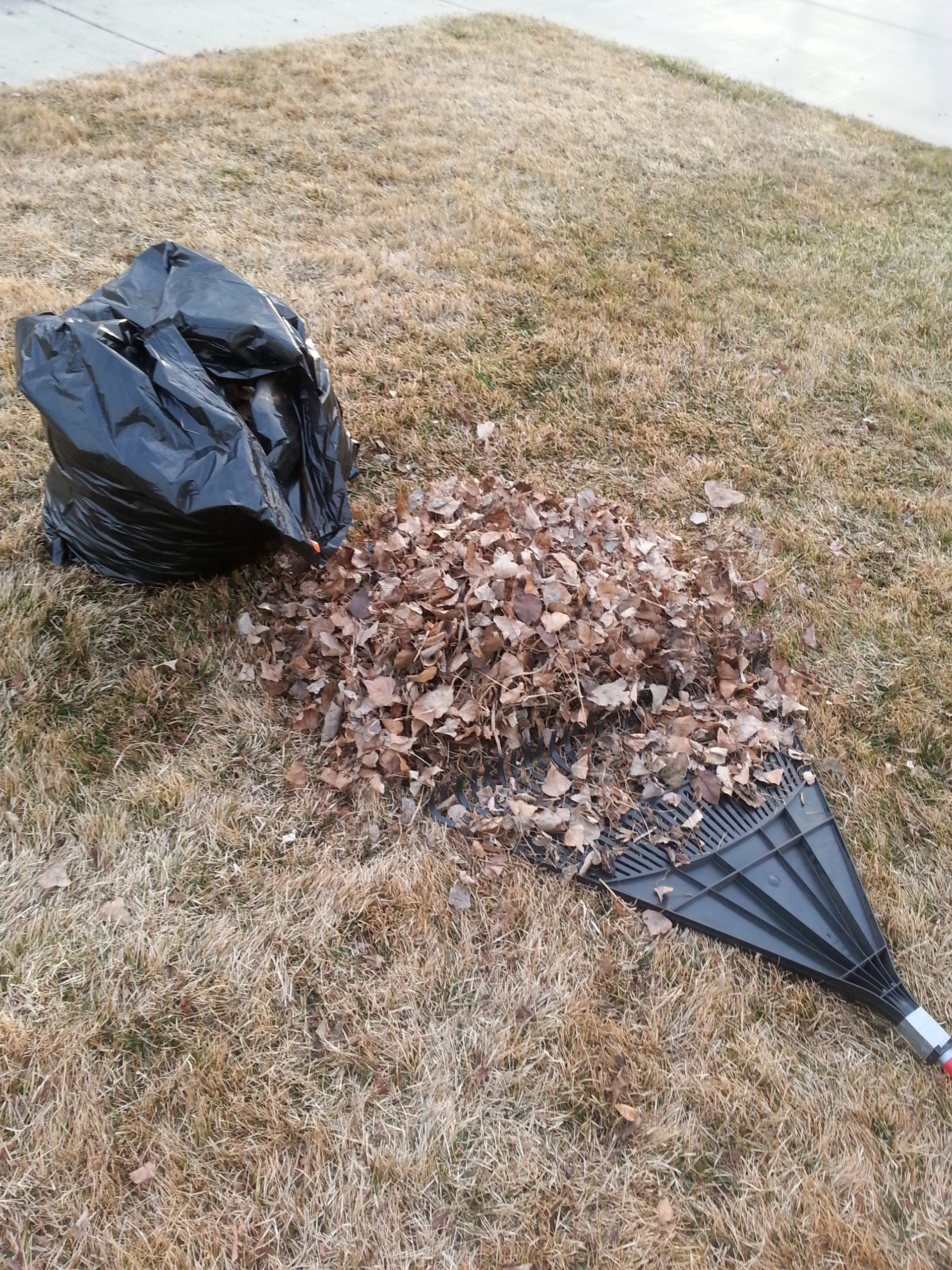Raking leaves in February!